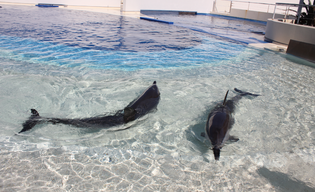 大分マリーンパレス水族館 うみたまご